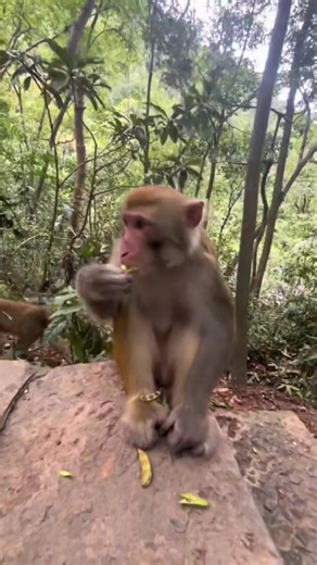#animals #wildanimals #animalworld #monkey #thegioidongvat