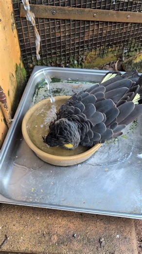 The Yellow-tailed Black Cockatoo flock is cooling off with some water play as temperatures rise. This is just one of the many ways the keepers here at Adelaide Zoo help the animals stay cool in the warmer weather. 📷: Amelia | Adelaide Zoo