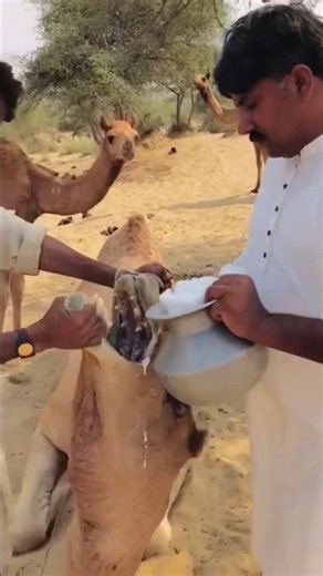 Why Salt give to Camels before desert? #camel #desert #shorts