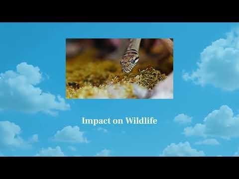 Florida’s Python Problem: How These Snakes Took Over the Everglades