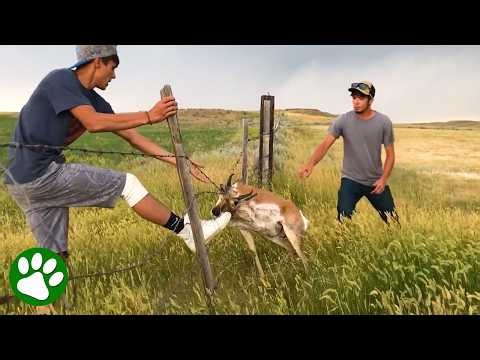 Friends Join Forces to Rescue an Antelope from Deadly Wire ❤️🙏