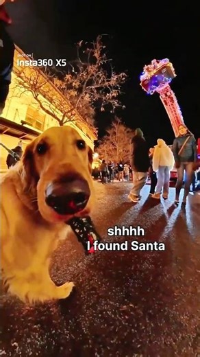 Christmas mission: find Santa🧑‍🎄 Status: in progress 🐾 | Insta360 X5 #holiday