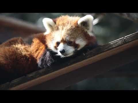 野毛山動物園 レッサーパンダのいちごちゃん