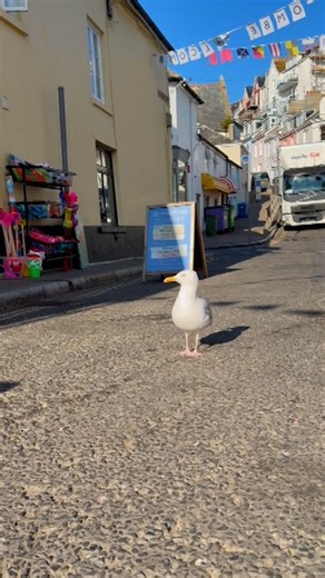 Meet Roger, the seagull with a job