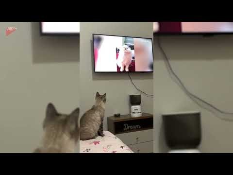 Cat Intently Watches Cat Videos on TV - 1862846