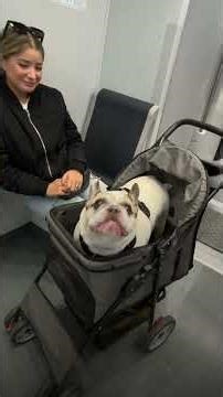 French Bulldog Discovers He Can Talk — And Commutes With Opinions | The Dodo