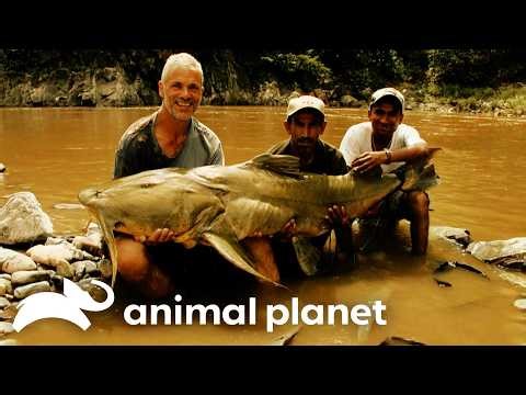 Jeremy Wade's BIGGEST Fish Catches! | River Monsters | Animal Planet