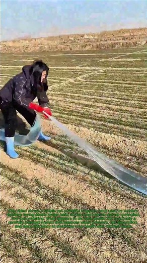 Modern Farm Irrigation Hack: Laying Plastic Water Belts for Efficient Watering