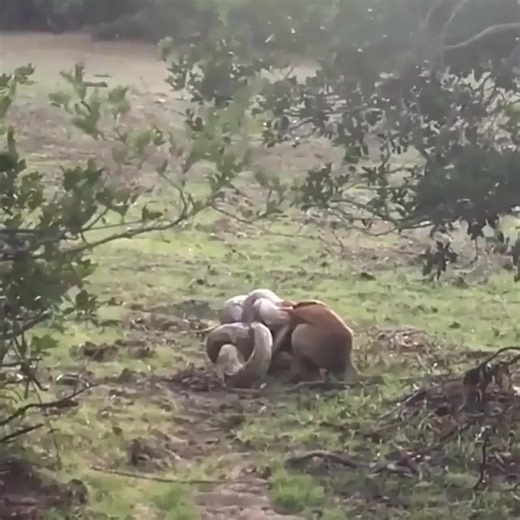 CR - Big Mistake When Python Catch Attack Dog 🖖 | Cooking is my hobby