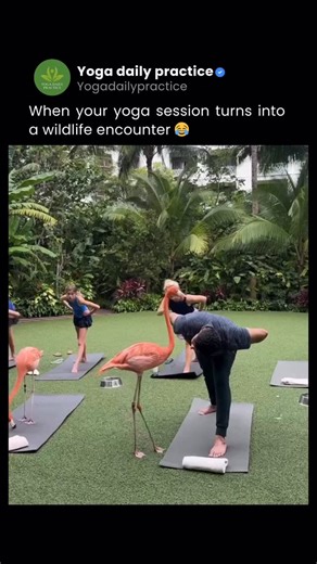 Yoga Daily Practice on Instagram: "This flamingo had some unique yoga adjustments in mind! 🤭 Tag someone who needs to see this ❤️👇🏻 Reel By @suchetarawal #yoga #flamingoyoga #flamingo #yogadailypractice #sundayfunday"