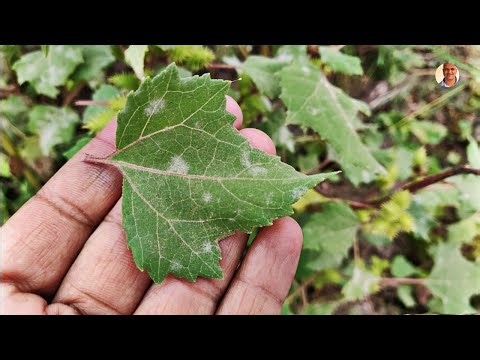 This wild plant holds a centuries-old health secret! 🤫 │Xanthium Strumarium on Health Channel
