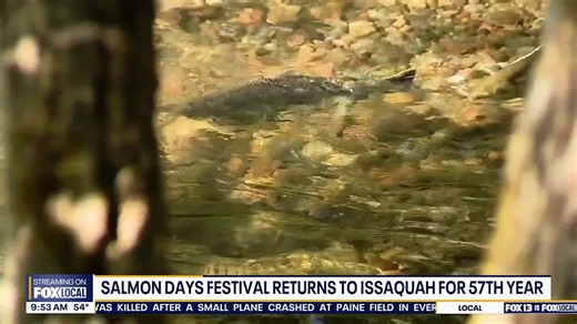 Salmon days festival swims through Issaquah for 57th year