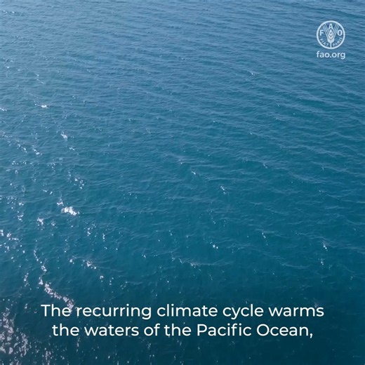 #ElNiño is here, and agriculture is on alert. @FAO mapped 40 years of data to see where agricultural drought risk is higher. The findings are clear: when drought hits, it doesn't stop at crops. The time to act is now.Find out more: https://t.co/Ex1aglpxN5