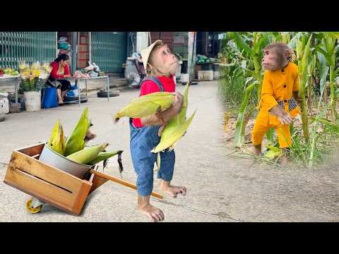 CUTIS farmers go to harvest corn & do something special