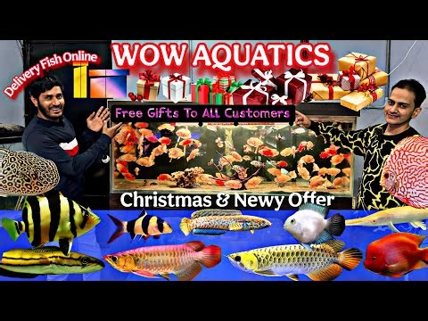 New stock of Rare Monster Fish | All over india delivery | Wow aquatics , Free New Gifts to All