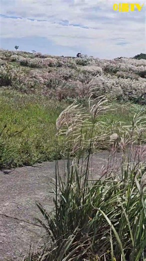 전유진 - 숨어우는 바람소리 억새밭이 장관인 제주 새별오름~