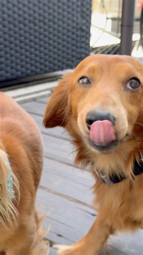 Alright let’s go inside 🐶❤️‍🔥🐾