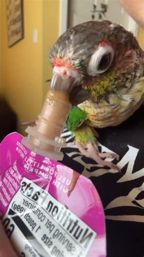 Cleetus gets a snack break