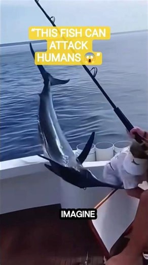 "Not an Ordinary Fish! Blue Marlin Can Injure Humans"