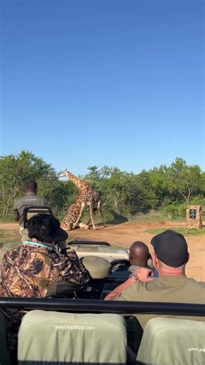 Giraffes Fight By Whipping Their Head Into Their Opponent's Body