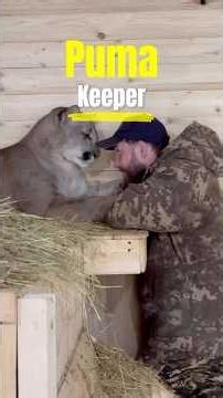 Puma keeper #animals #animallife #wildlife #wildanimals