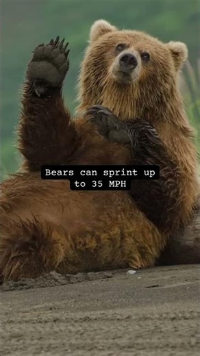 Market's down? Bears stay winning.