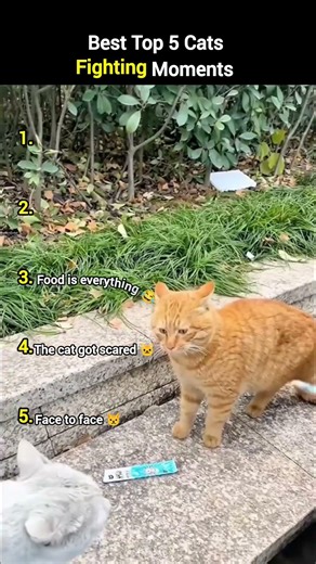 Top Funniest Cat Fight Moments Ever 😂🐱