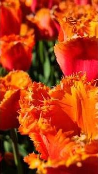 Keukenhof Magic Moments 🌷 4K