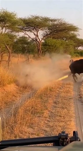 Python Attacks Buffalo — What Happens Next Shocks Everyone | Real Safari Footage