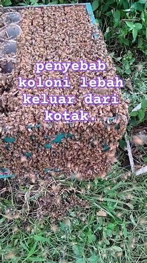 Penyebab Koloni Lebah keluar kotak / kabur. #budidayalebahmadu #peternaklebah #apismellifera