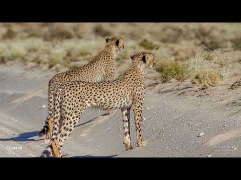 The Cheetah Hunt | Africa's Fastest Predator in Action | 4K | Leen van der Slik
