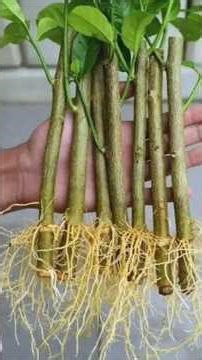 Don't Get It Wrong! This Is the Correct Way to Graft Fruit Tree Cuttings