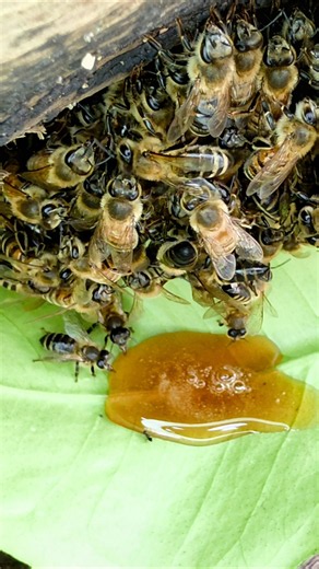 Close-Up of Honey Bees Feeding on Honey – Discover the World of Bees