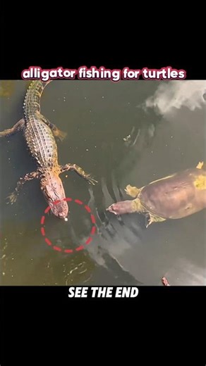 Turtle Keeps Stealing Food… Alligator Plans Perfect Revenge