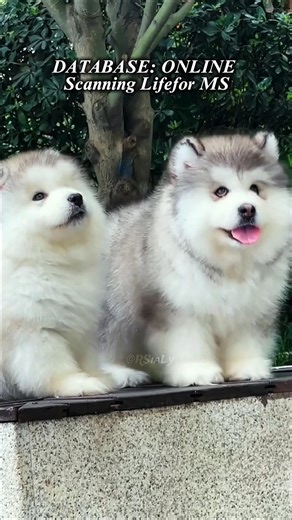 [CANINE OS] System Audit: Unit Identification Log