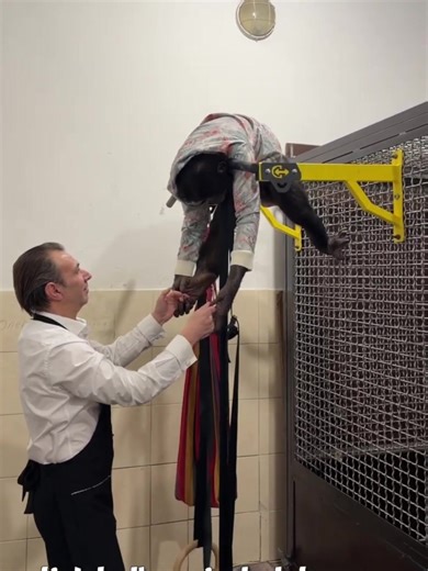 The chimpanzee's final performance at the Almaty circus, part 1. | chimpanzee