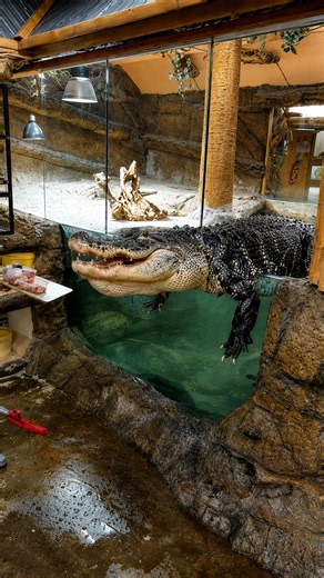 Hungry alligator lunged way too close to the keeper