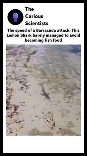 Science | Interesting | How it works on Instagram: "Lightning strike in the deep! A razor-toothed barracuda launches a blistering ambush on a young lemon shark, exploding from the blue with jaws wide in a burst of speed that hits 25-35 mph. The shark twists free by mere inches, heart-pounding proof of survival instincts in action amid the reef’s deadly dance. Barracudas are opportunistic predators that target anything shiny or vulnerable, making juveniles like this lemon shark prime targets in s
