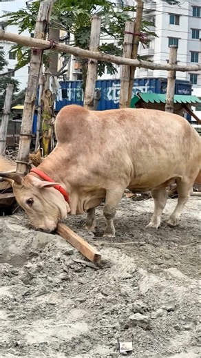 Playful moments with a chunky miniature bull on a peaceful ranch 🤍