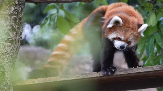 ケモ on X: "カキカキイチゴちゃん🍓 #レッサーパンダ #野毛山動物園" / X