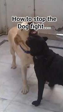 How to break up Dog fight ! #dog #dogs #dogtraining #dogfight #labrador #viral #dogslife