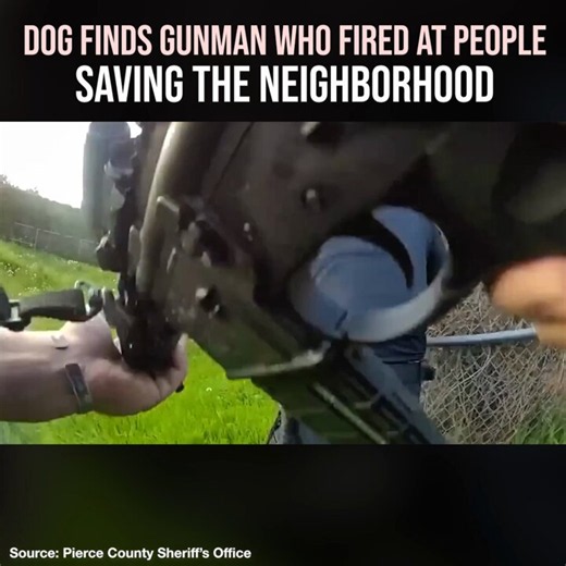K9 officer "Coda" helps police track a hiding suspect who allegedly fired at a group of people.