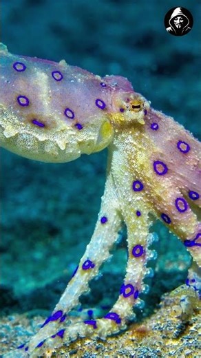 Australia’s Blue-Ringed Octopus Can Kill You in Minutes 🐙💀 | Rare Animal incidents