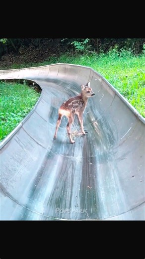 Baby Deer Stops the Slide!