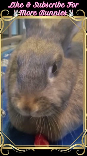 🐰Good Morning🐰#rabbit