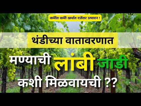 थंडीमुळे द्राक्ष घडांची लांबी व फुगवण मिळत नाहीये? मग हे कराच. | #grape #गोडीछाटणी #द्राक्षे #बेदाणा
