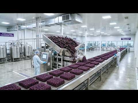How Black Corn Is Turned Into Purple Black Instant Noodles | Full Factory Process