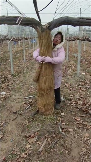 Winter survival tip for grapes in cold regions: Straw wrapping on trunks