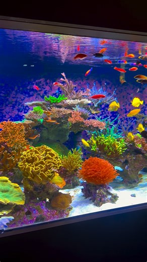 Andrew Sandler on Instagram: "The Office tanks: 2500g mixed reef and the anemone tank! Both aquariums were a challenge but a worthy one indeed! 🪸 🐠"