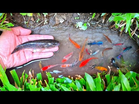 Wow! Hunting for sharks, bettas, and all kinds of fish—small ones, big ones, colorful ones, catfish,